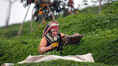 Çay Üreticilerine Dikkat Çekici Uyarılar!