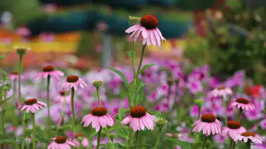 Theta Healing Nedir?