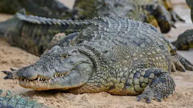 Panizza Kanalı Nedir? Ne Anlama Gelir? 2024