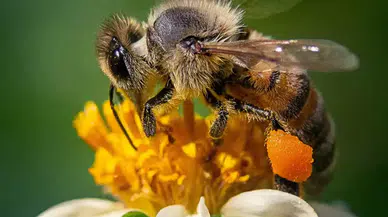 Arı sokmasına ne iyi gelir? Her evde bulunan malzemeler ile arı sokmasına tedavi yöntemleri