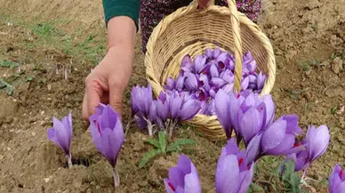 Türkiye'de yetişiyor, fiyatı altınla yarışıyor.. Kilo ile değil gram ile satılıyor.. Hasadı elle yapılıyor, gramı 600TL