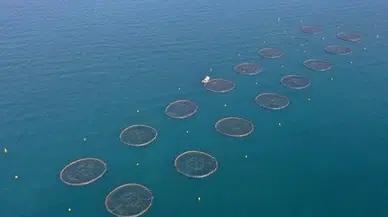 Türk somonu ihracatında hedef, pazar çeşitliliğini artırmak