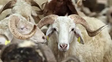 2024 kurbanlık fiyatları ne kadar olur? Büyükbaş, küçükbaş kurbanlık canlı kilo fiyatları kaç TL? 2024 Kurbanlık fiyatları belli oldu mu?