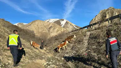 Bayburt'ta kaybolan 4 büyükbaş hayvanı jandarma buldu