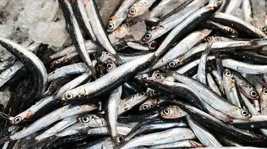 Hamsi ihracatında sezon yüzde 33 artışla tamamlandı