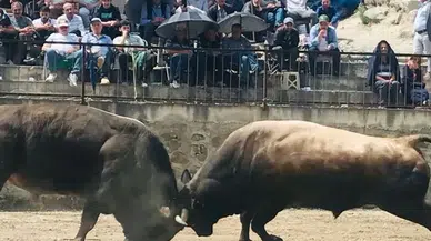 Artvin'de "Yusufeli Sarıgöl Geleneksel Boğa Güreşleri Festivali" başladı