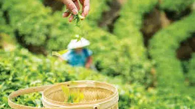 ÇAYKUR Bu Yıl Çay Toplamayı Üreticilere Tavsiye Ediyor: "Çayın Geri Kalmamasının Asıl Nedeni Toplama Tekniğinden Kaynaklıdır"