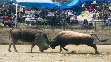 Artvin'de düzenlenen "Yusufeli Sarıgöl Geleneksel Boğa Güreşleri Festivali" sona erdi