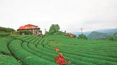 Türkiye'nin çay ihracatı ilk çeyrekte 8,5 milyon dolar oldu