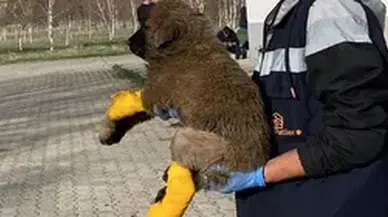 Ziftten temizlenen yavru köpeğin sinirleri kesilen ayağı, ameliyatla kurtarıldı