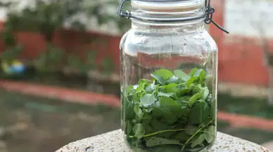 Nane Likörü Evde Nasıl Yapılır, Tarifi ve Malzemeleri Nelerdir?