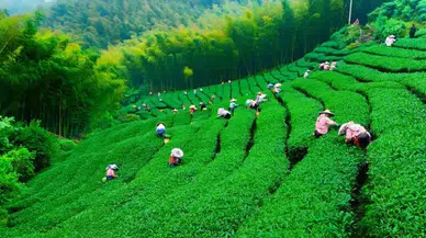 BİNLERCE İŞÇİ ALIMI BAŞLIYOR RİZE'DE İŞSİZLİK BİTİYOR