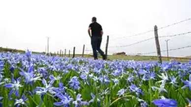 Barma Yaylası mavi yıldızlarla süslendi