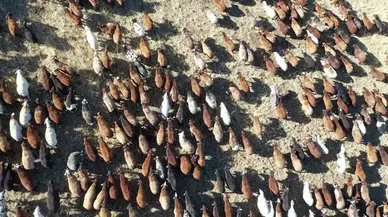 Erzurum, hayvan varlığında Türkiye'de 3'üncü sıraya geriledi