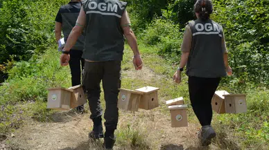 Artvin'de orman zararlılarına karşı biyolojik mücadele sürüyor