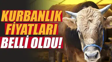Küçük ve Büyükbaş kurbanlık fiyatları belli oldu!