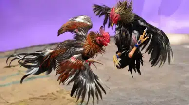 Artvin'de horoz dövüştürüp bahis oynayan 13 kişiye 83 bin 525 lira ceza