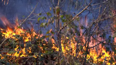 ARTVİN Arhavi’de örtü yangınında 4 hektarlık alanda zarar