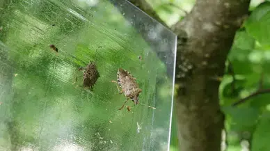 Fındığın kabusu kokarcaya karşı 'yapışkanlı tuzaklar' devrede