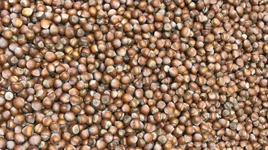 Trabzon'dan 3 ayda 199,6 milyon dolarlık fındık ihraç edildi