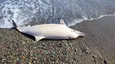 Trabzon'da sahilde ölü yunus bulundu
