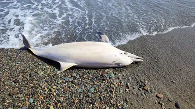 Trabzon'da sahilde ölü yunus bulundu