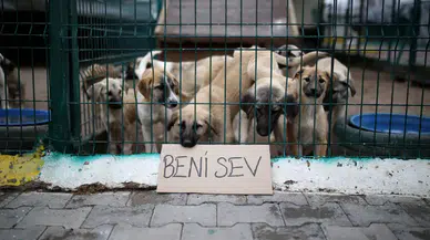 Rize'de "Sahipsiz Hayvanları Koruma Birliği" kurulmasına izin verildi