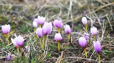 Erzurum'da baharın müjdecisi kardelenler açmaya başladı