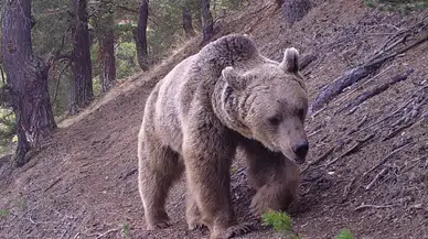 Artvin'de ayılar 5 yayla evine zarar verdi