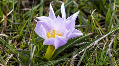 Doğa hareketlendi: Baharın müjdecisi kardelenler açmaya başladı