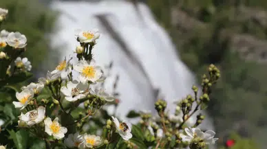 Eriyen karlar ile yağmur suları Tortum Şelalesi'ni coşturdu