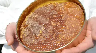 Türk balı 4 ayda yaklaşık 11,5 milyon dolar kazandırdı