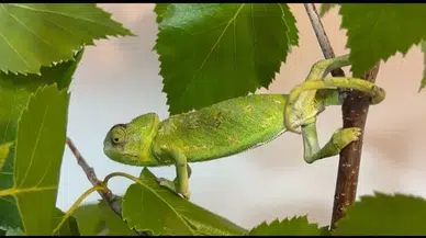 Antalya'da bindi, Erzurum'da indi: Bukalemunun maydanoz kasasında 1200 kilometrelik yolculuğu