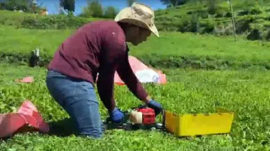 BENZİNLİ MOTOR İLE ÇAY TOPLAYANLAR DİKKAT! 