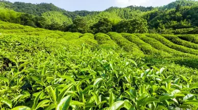 YAŞ ÇAY TABAN FİYAT MEMNUN ETMEDİ