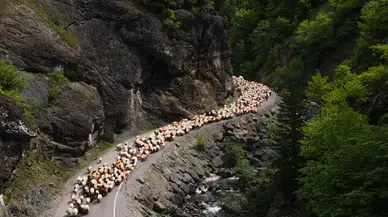 Doğu Karadeniz'de besicilerin yaylalara göçü sürüyor
