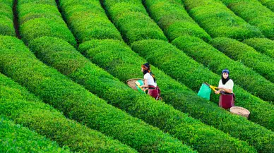 Türk çayının 4 aylık ihracatı 10,4 milyon doları aştı