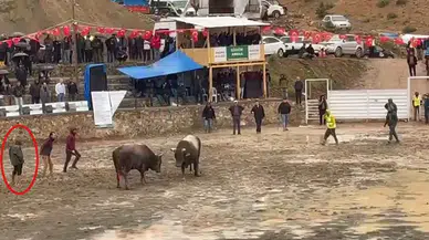 Arenada rakibinden kaçan boğa hakeme çarpıp, üzerinden geçti; o anlar kamerada