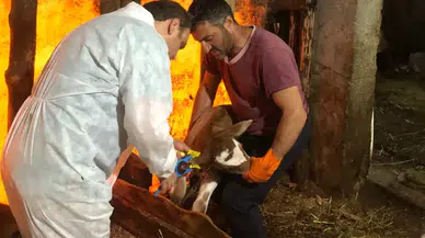 Kalkandere İlçe Tarım Müdürlüğü şap aşısı uygulamasının başladığını duyurdu