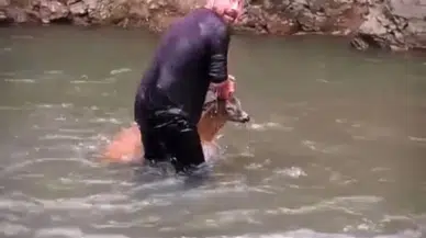 Artvin'de dereye düşen yavru karacayı kurtarma operasyonu kamerada