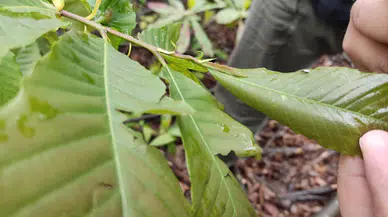Salıpazarı'nda "gal arısına" karşı mücadele başlatıldı