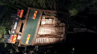 Şarampole devrilen canlı tavuk yüklü kamyonun sürücüsü yaralandı; onlarca tavuk da öldü