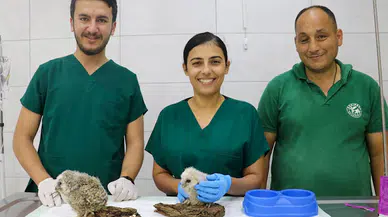 Yavru baykuşlar korumaya alındı