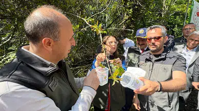 Bartın ve Zonguldak’ta gal arısıyla mücadele için 4 yılda 20 bin ‘terminatör böcek' ormana salındı