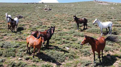 Yılkı atları görüntülendi