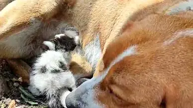 'Prenses' adlı köpek, terk edilen yavru kediyi emziriyor