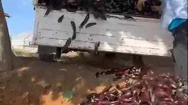 Düşük fiyat veren komisyonculara kızıp bir kamyonet patlıcanı çöpe döktü