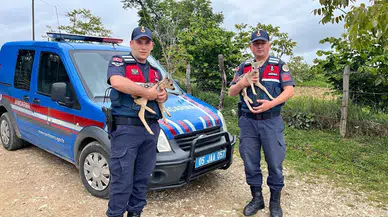 Amasya'da jandarmanın bitkin halde bulduğu 2 yavru karaca, tedaviye alındı