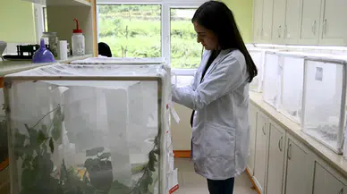 Giresun'da kahverengi kokarcayla "samuray"lı mücadele