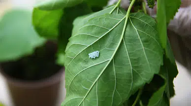Doğu Karadeniz'de kahverengi kokarcayla "samuray"lı mücadele